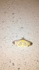 Eulepte concordalis