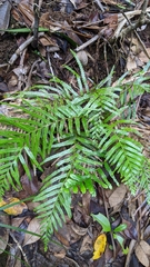 Tapeinidium pinnatum