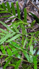 Tapeinidium pinnatum