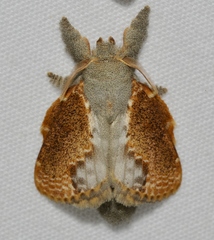 Euglyphis lankesteri