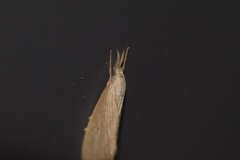 Diatraea evanescens