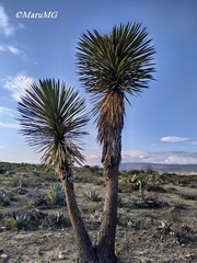 Yucca decipiens