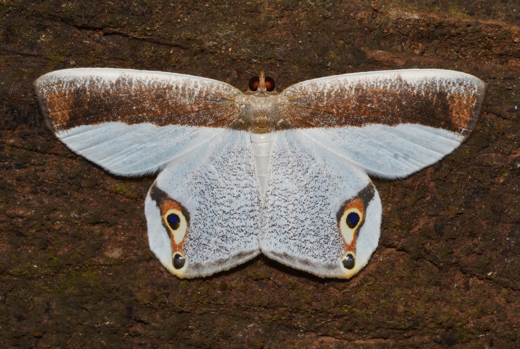 Opisthoxia amabilis