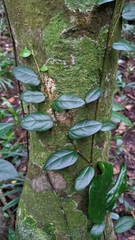 Ficus aurantiaca parvifolia
