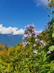 Campanula lactiflora