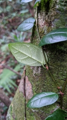 Ficus aurantiaca parvifolia