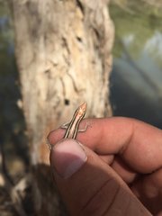 Cryptoblepharus virgatus