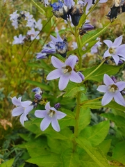 Campanula lactiflora