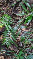 Schizostachyum diffusum
