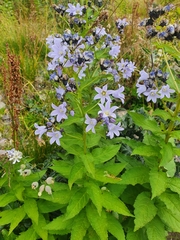 Campanula lactiflora