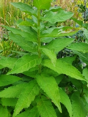 Campanula lactiflora
