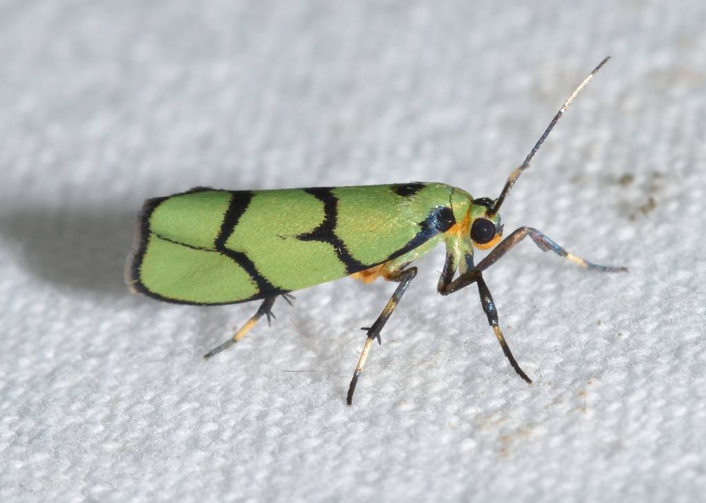 Cisthene citrina