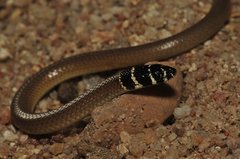 Delma tincta