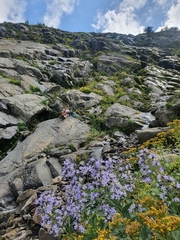Campanula lactiflora