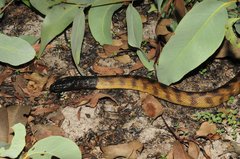 Aspidites melanocephalus