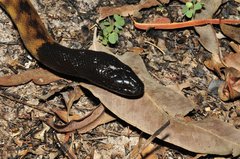 Aspidites melanocephalus