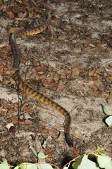 Aspidites melanocephalus