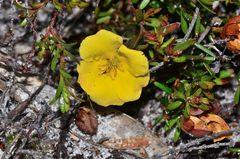 Hibbertia procumbens