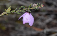 Tetratheca labillardierei
