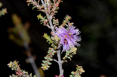 Melaleuca gibbosa