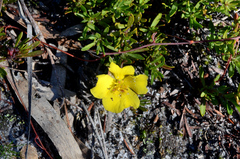Hibbertia procumbens