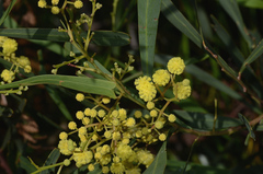 Acacia pycnantha