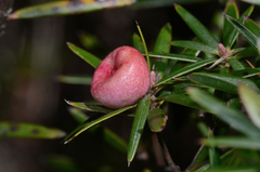Cyathodes glauca