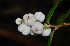 Gaultheria hispida