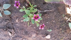 Diascia elongata