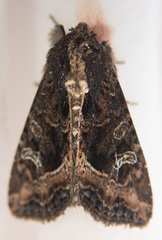 Helotropha reniformis