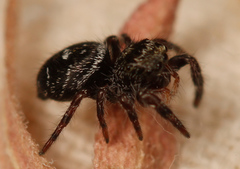 Phidippus olympus