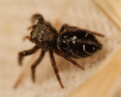 Phidippus olympus