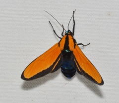 Ormetica taniala