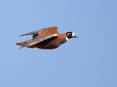 Phaps histrionica