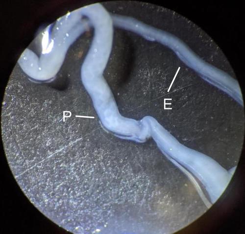 Draparnaud's Glass Snail