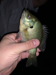 Lepomis macrochirus macrochirus