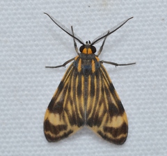 Eucereon phaeoprocta