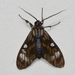 Episcepsis demonis - Photo no rights reserved, uploaded by Chrissy McClarren and Andy Reago