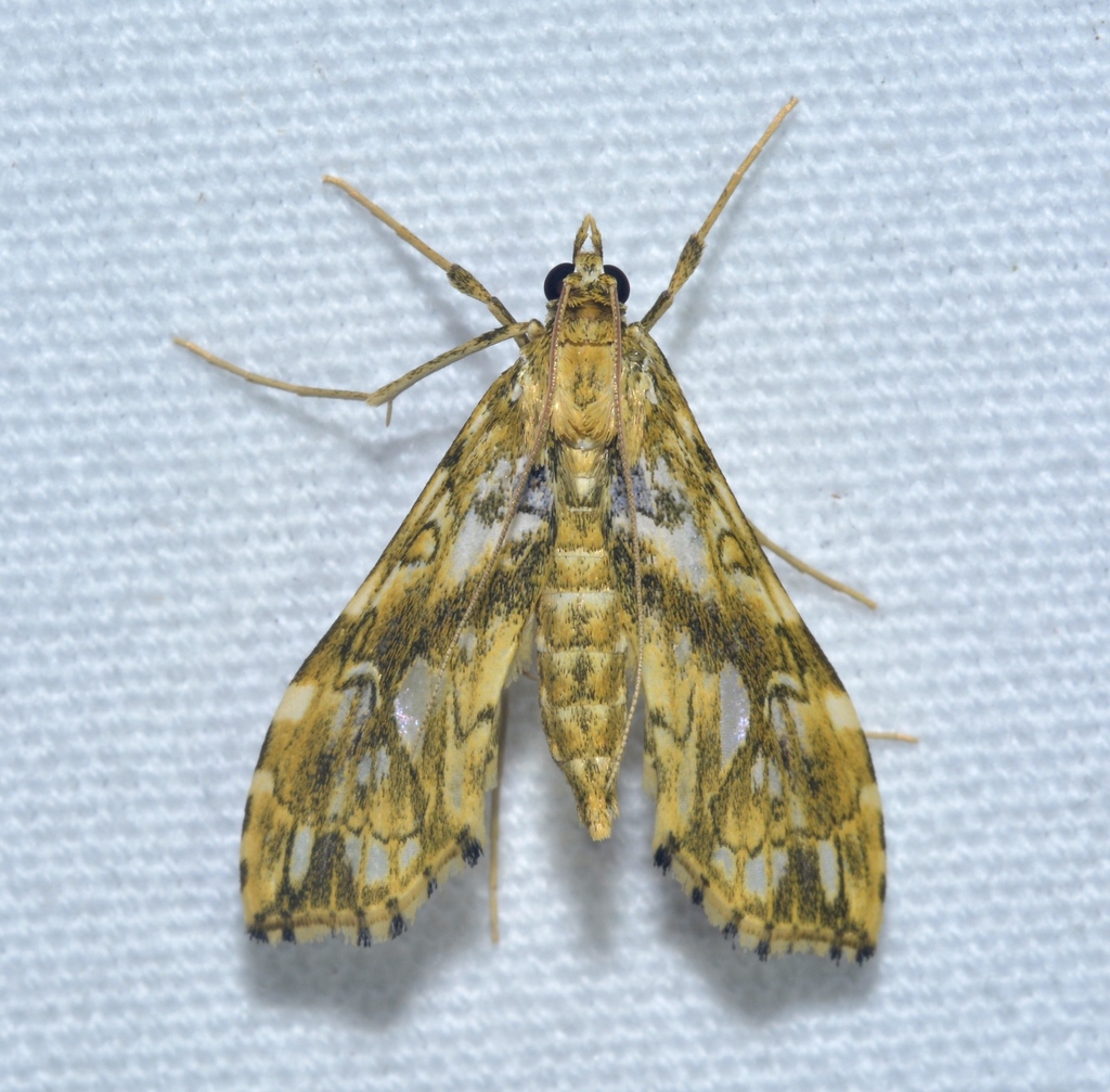 Rhectosemia viriditincta
