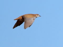 Phaps histrionica