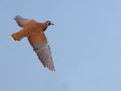 Phaps histrionica