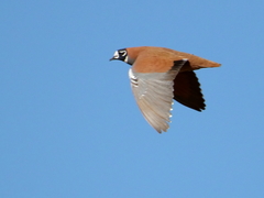 Phaps histrionica