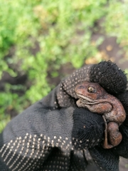 Pelobates vespertinus