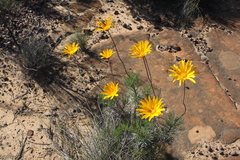 Euryops speciosissimus