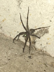 Dolomedes scriptus