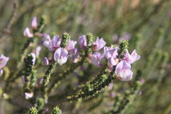 Aspalathus costulata