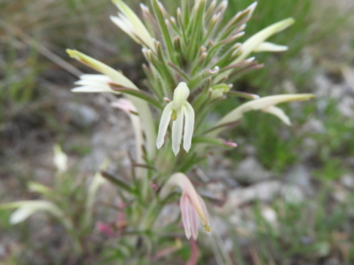 Mexican paintbrush (Castilleja mexicana)