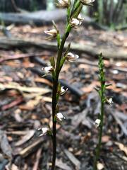 Prasophyllum brevilabre