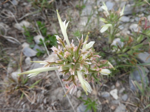 Image of Castilleja mexicana by (c) Leticia Jiménez Hernández, some rights reserved (CC BY-SA)
