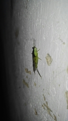 Paulinia acuminata